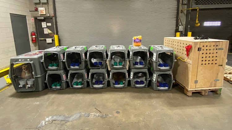 4 Jasa Pengiriman Hewan Antar Pulau Terbaik